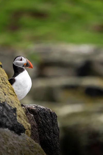 Vertical Shot Puffin Red Beak Perched Rock Daylight — Stock Photo, Image