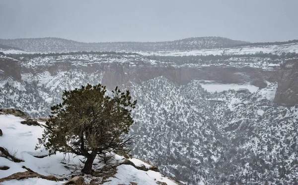 Una Vista Escalofriante Del Gran Cañón Arizona Durante Invierno —  Fotos de Stock