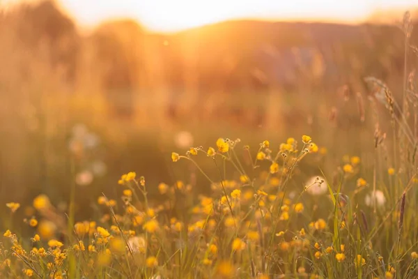 Krásná Podmáslí Květinová Louka Sluncem Žluté Divoké Květy — Stock fotografie