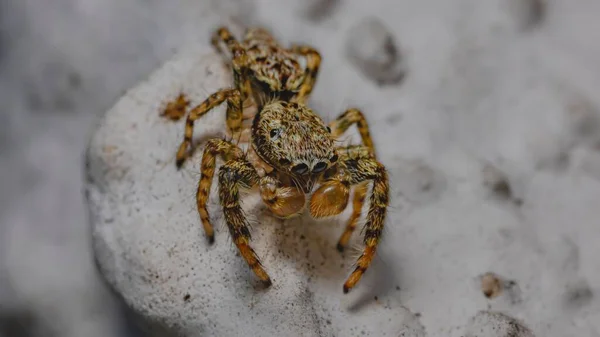 Closeup Gray Wall Jumper Walking Sandy Ground — Stock Photo, Image