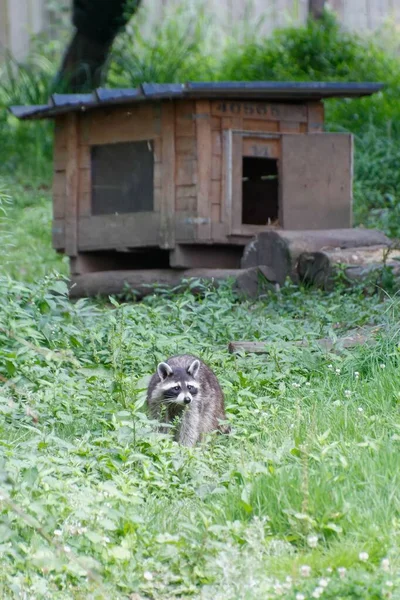 Pionowe Ujęcie Szopa Pracza Drewnianą Chatką Spaycific Zoo Francji — Zdjęcie stockowe