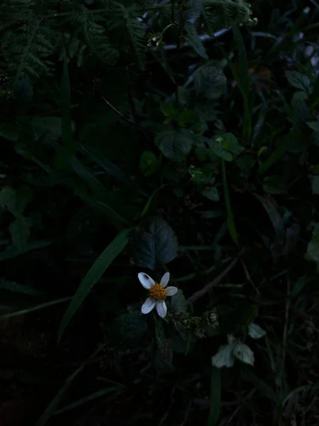 Gros Plan Fleurs Marguerite Commune Avec Des Plantes Vertes — Photo