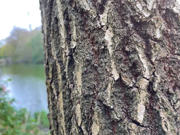 Κοντινό Πλάνο Υφής Φλοιού Δέντρου Φόντο Waterscape — Φωτογραφία Αρχείου