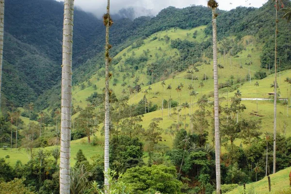 Ein Schöner Blick Auf Das Cocora Tal Kolumbien — Stockfoto