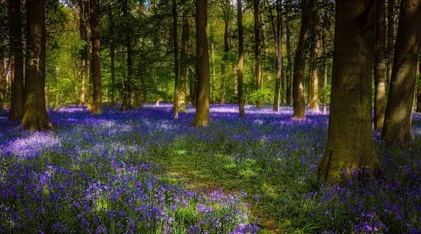 Uma Bela Vista Dos Bluebells Comuns Floresta Verde — Fotografia de Stock