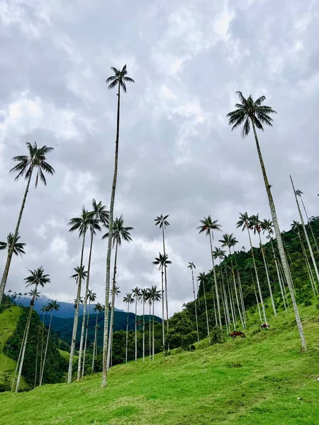Низкоугольный Снимок Высоких Восковых Пальм Долине Кокора Колумбия — стоковое фото