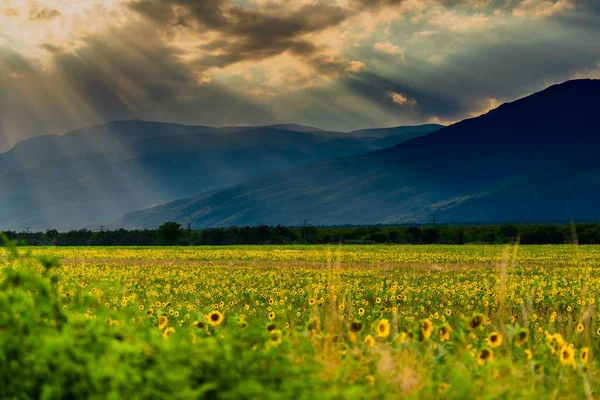 Hermoso Tiro Campo Girasol Con Fondo Las Montañas —  Fotos de Stock