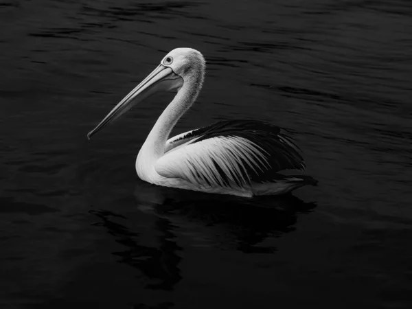 Черно Белый Снимок Пеликана Плавающего Воде Дневном Свете — стоковое фото