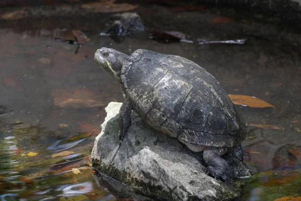 Closeup Shot Turtle Stone Pond — Stock Photo, Image