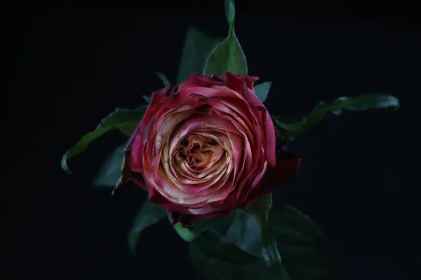 Eine Nahaufnahme Einer Magentafarbenen Rose Isoliert Auf Schwarzem Hintergrund — Stockfoto