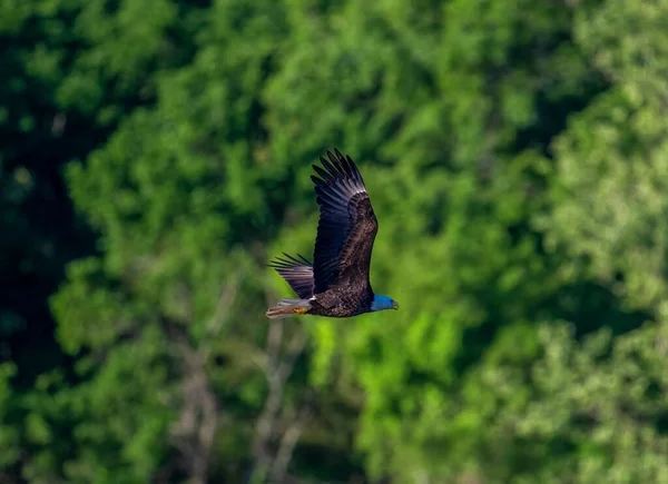 Closeup Shot Hawk Flying Blurry Trees — Stock Photo, Image
