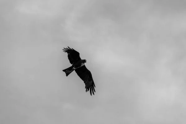 Una Cometa Negra Volando Cielo Blanco Negro — Foto de Stock