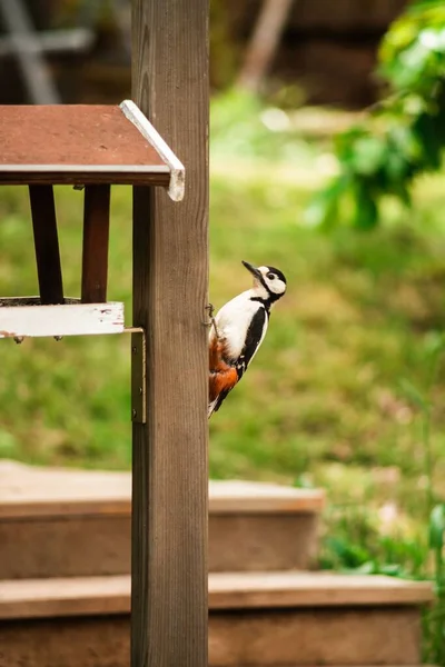 Primer Plano Gran Pájaro Carpintero Manchado Una Pierna Madera Banco — Foto de Stock