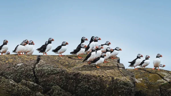 Атлантическая Птичья Колония Стоящая Прибрежной Скале Фоне Неба — стоковое фото