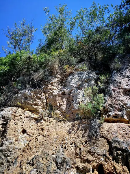Ángulo Bajo Una Roca Montañosa Cubierta Plantas Árboles Día Soleado — Foto de Stock