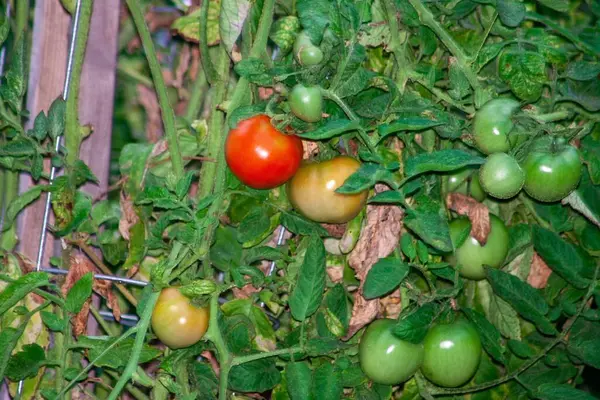 Nezralá Polotučná Zralá Cherry Rajčata Vinné Révě Bio Potraviny — Stock fotografie