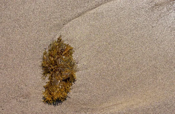 Detail Einer Verschwommenen Strand Angespülten Alge Großaufnahme Meerestrauben Auf Dem — Stockfoto