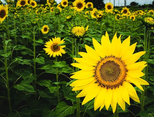 Крупним Планом Знімок Красивих Соняшників Полі — стокове фото