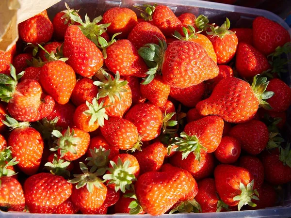 Ein Haufen Reifer Frisch Geernteter Erdbeeren Sonnenlicht — Stockfoto