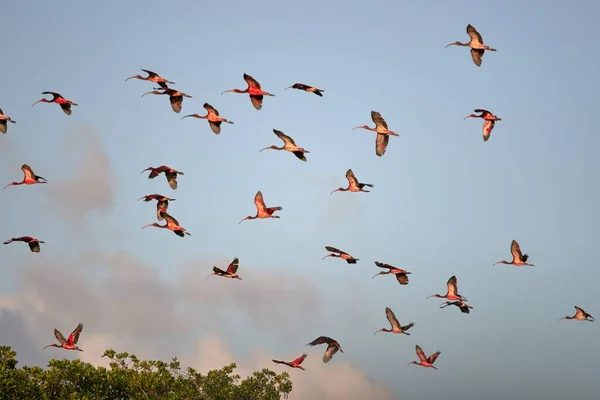 Eine Schar Rosa Flamingos Fliegt Auf Einem Bewölkten Himmelshintergrund — Stockfoto