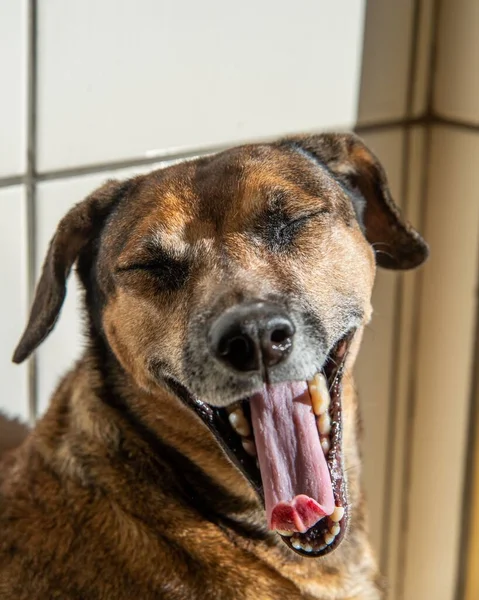 Вертикальный Портрет Очаровательной Собаки Зевающей Высунутым Языком — стоковое фото