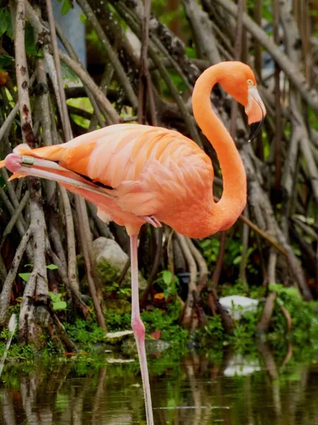 Beautiful Pink Flamingo Captured Natural Environment Vegetation — Stock Photo, Image