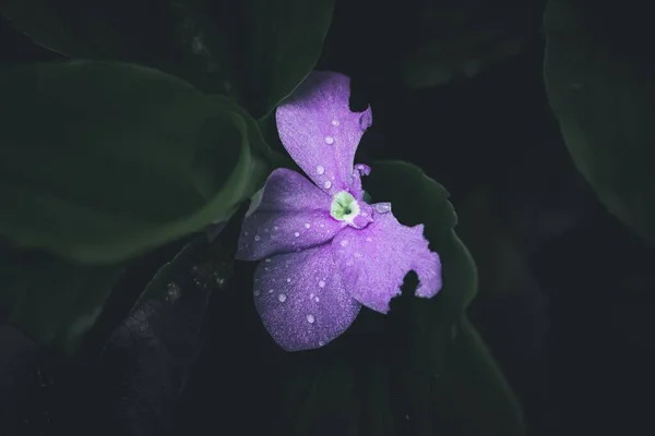 Прекрасний Вид Квітку Брунеллезії Краплями Води Саду — стокове фото