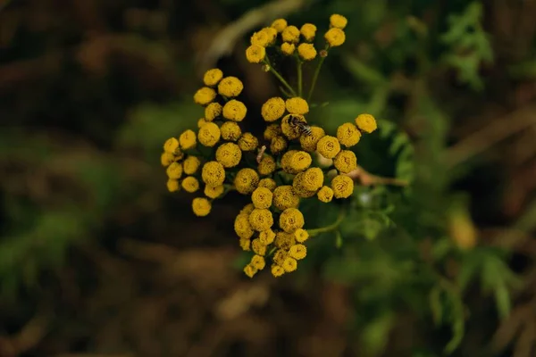Makro Záběr Včely Žlutých Divokých Květinách Poli — Stock fotografie