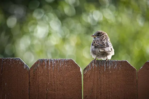 Tiro Close Pequeno Pássaro Pousando Uma Cerca Madeira Contra Fundo — Fotografia de Stock