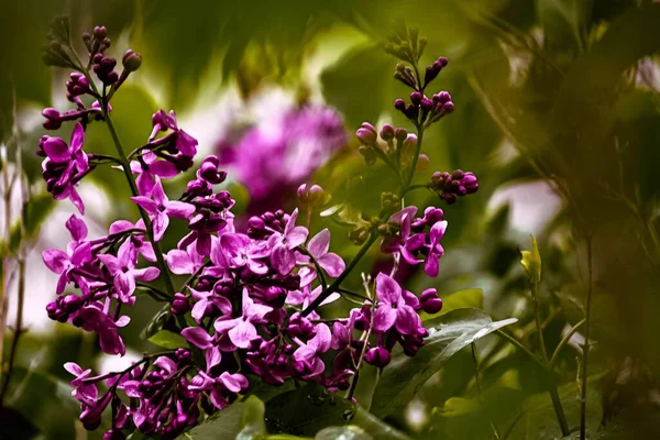 Płytkie Ujęcie Ostrości Zwykłych Kwiatów Lilii Rozmytym Zielonym Tle — Zdjęcie stockowe