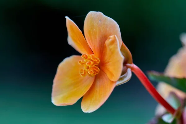 背景がぼやけているオレンジ色の花のクローズアップショット — ストック写真