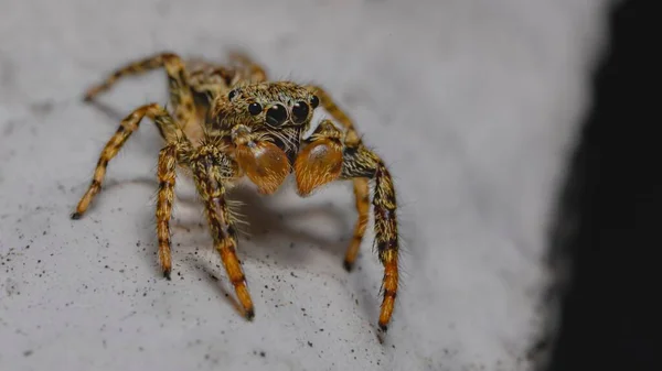 Närbild Grå Vägg Hoppare Går Sandig Mark — Stockfoto