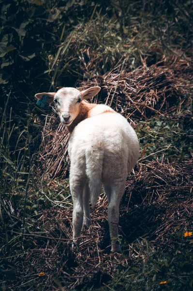 Eine Vertikale Aufnahme Weißer Schafe Die Die Kamera Schauen — Stockfoto