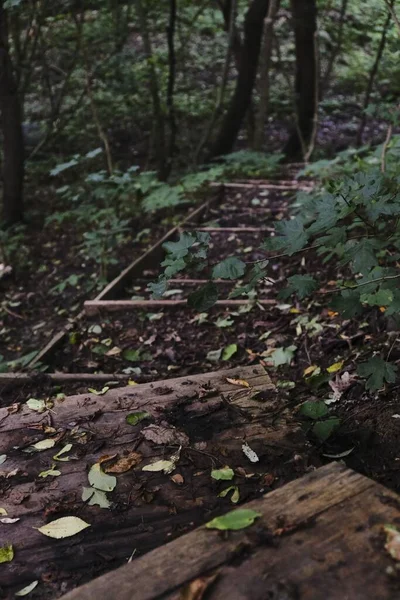 Een Prachtig Landschap Van Bossen Een Dicht Groen Bos — Stockfoto