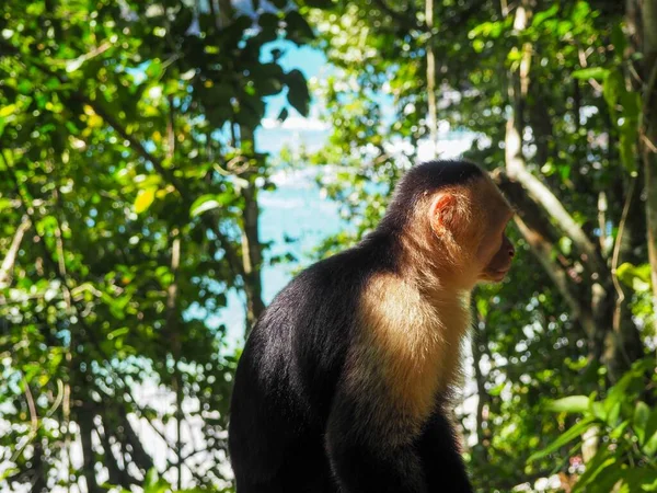 Capuchinho Rosto Branco Sentado Lado Contra Árvores Nas Selvas Costa — Fotografia de Stock