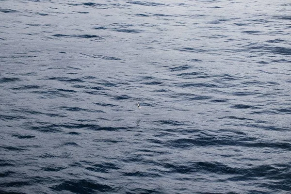 Красивый Вид Маленькую Птицу Летающую Над Морем — стоковое фото
