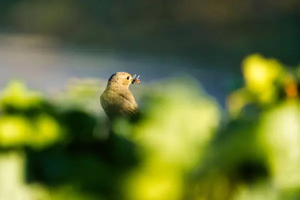 Sélectif Oiseau Des Branches Vertes — Photo