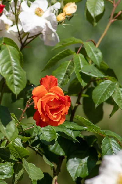 Eine Vertikale Aufnahme Einer Schönen Orangen Rose Die Einem Garten — Stockfoto