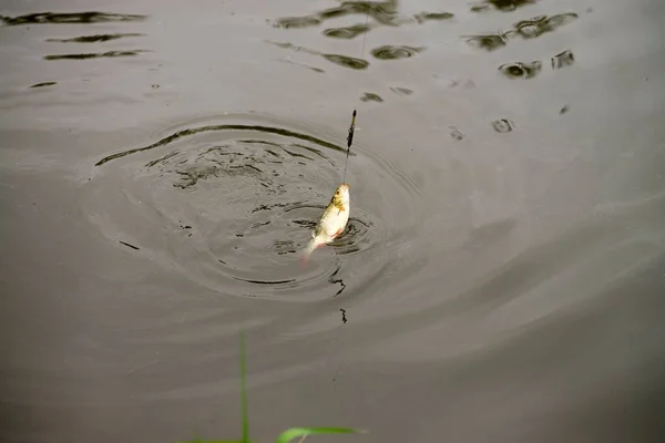 口の中にロッドで池に魚をキャッチアップショット — ストック写真