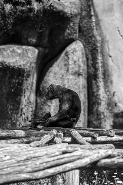 Una Vista Posteriore Scimmia Seduta Boschi Sfondo Scuro — Foto Stock