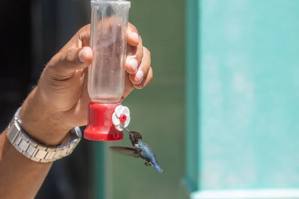 Closeup Cute Blue Hummingbird Drinking Water Feeder — Stock Photo, Image
