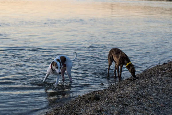 Dois Cães Brincando Mar — Fotografia de Stock