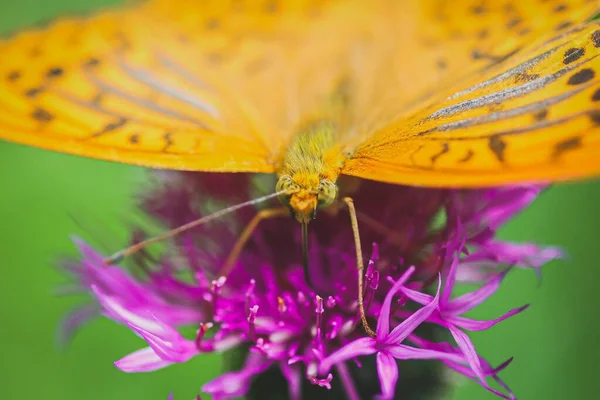 Tiro Macro Uma Borboleta Empoleirada Uma Flor Roxa — Fotografia de Stock