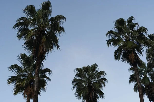 Une Vue Faible Angle Des Palmiers Arrière Plan Ciel — Photo