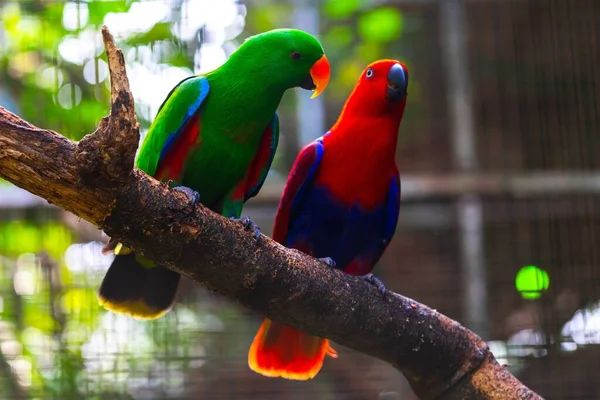 Primo Piano Due Pappagalli Colorati Appollaiati Ramo Legno Uno Zoo — Foto Stock