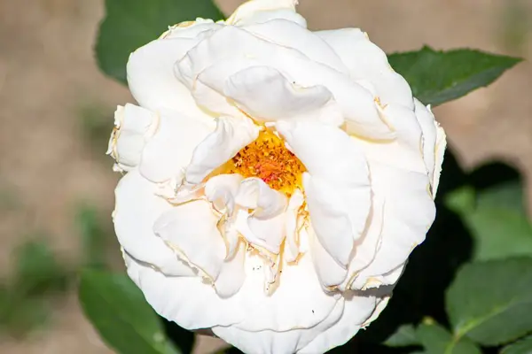 Ένα Κοντινό Πλάνο Ενός Όμορφου Λευκού Τριαντάφυλλου Που Ανθίζει Έναν — Φωτογραφία Αρχείου