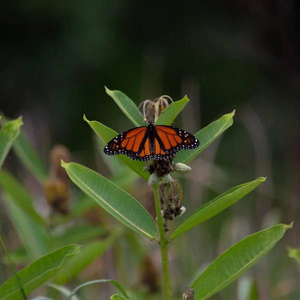 Plan Macro Papillon Sur Une Feuille Verte Dans Jardin — Photo