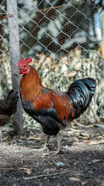 ワイヤーネットの近くに立っている鶏の垂直ショット — ストック写真