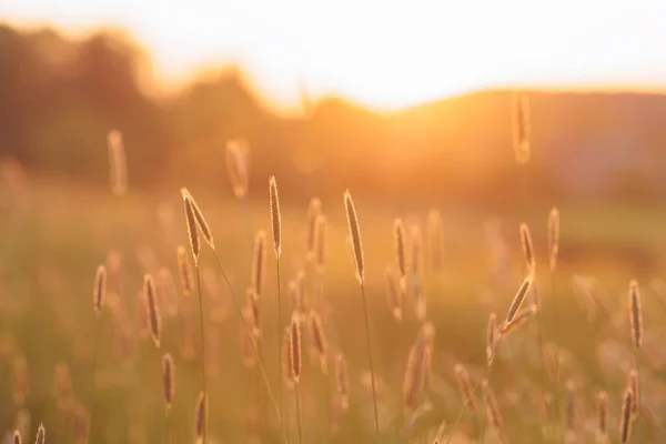 Bellissimo Prato Con Fiori Selvatici Piante Sotto Luce Del Sole — Foto Stock