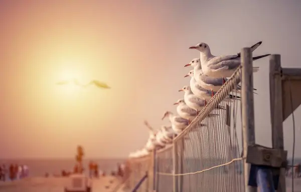 Seagulls Perching Volleyball Net Beach Dubai — Stock Photo, Image